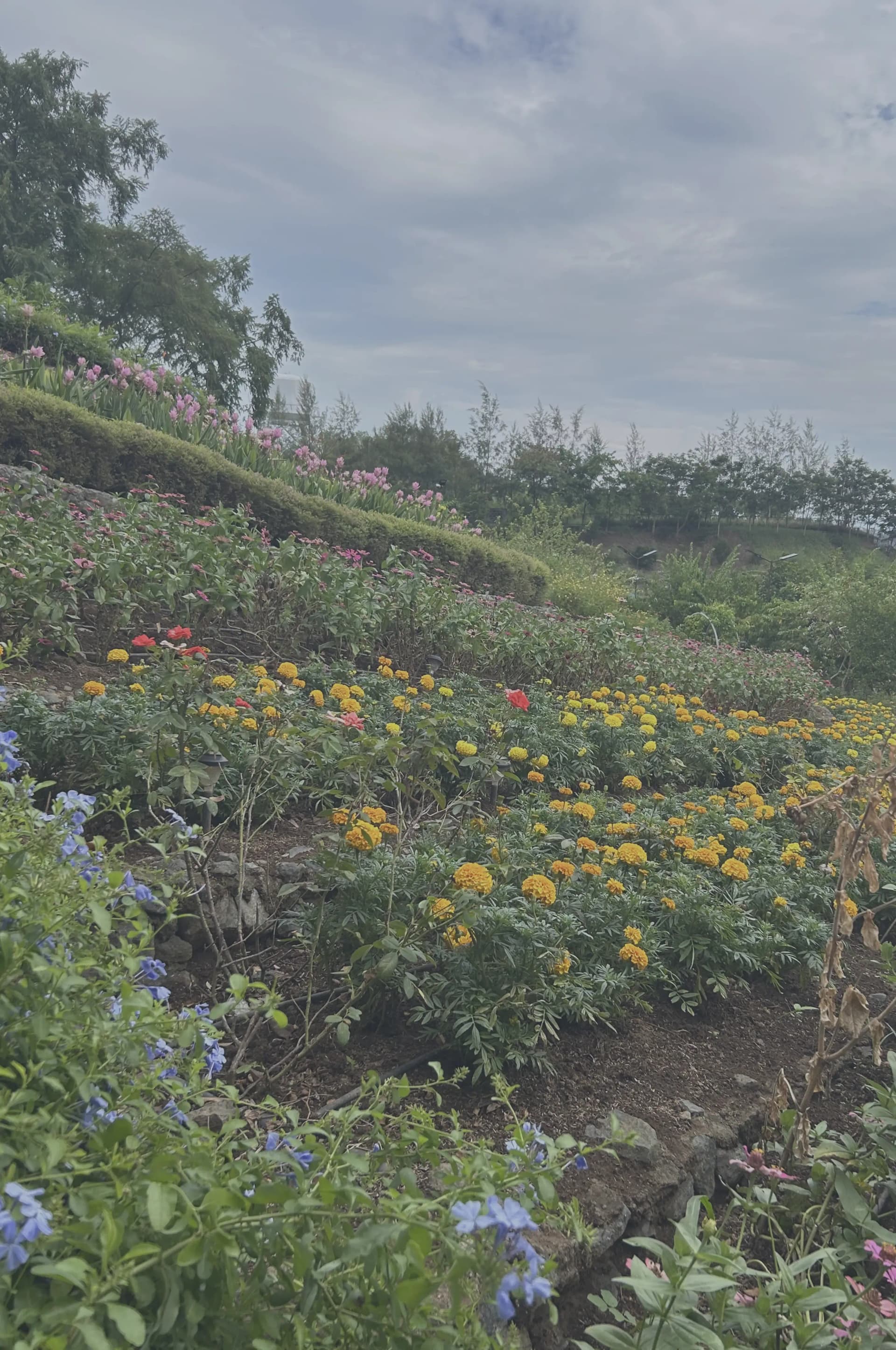 Background_FlowerBed